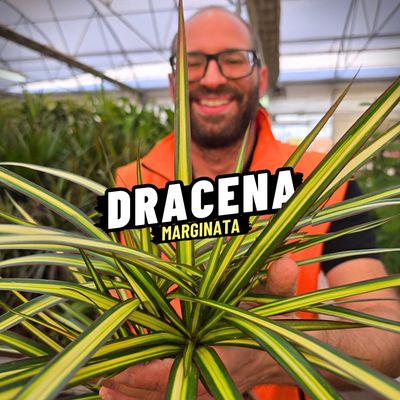 DRACENA MARGINATA