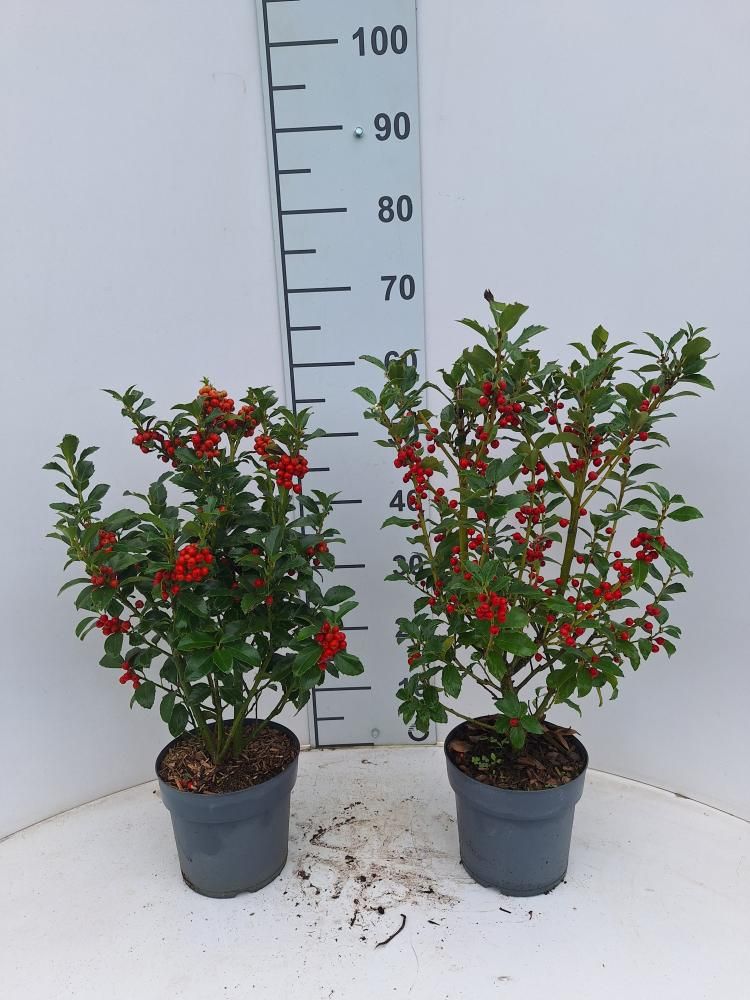 Ilex aquifolium, Agrifoglio Albero, Aquifoglio, Alloro Spinoso, Pungitopo Maggiore - vaso Ø17 cm, h 35-40 cm fuori vaso