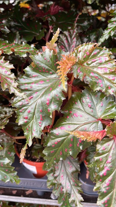 Begonia serratipetala - vaso Ø12 cm