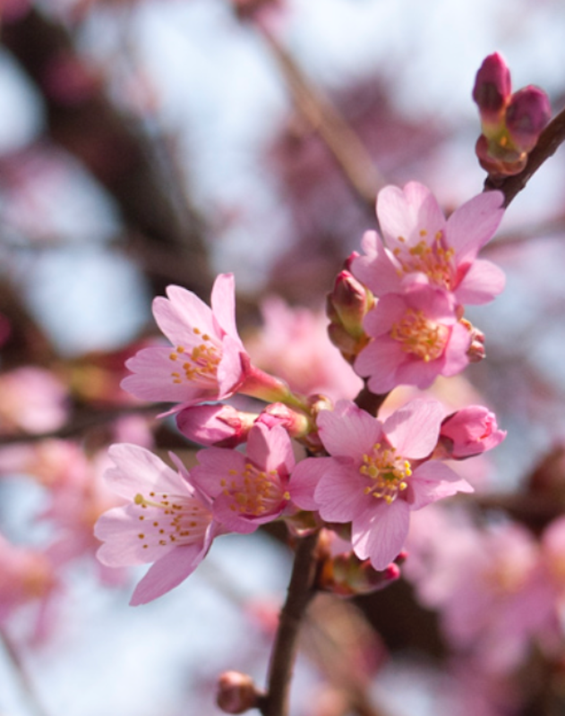 Prunus subhirtella &#39; Autumnalis &#39; Rosea, Ciliegio da fiore giapponese, Ciliegio invernale - vaso Ø22 cm, h 130 cm