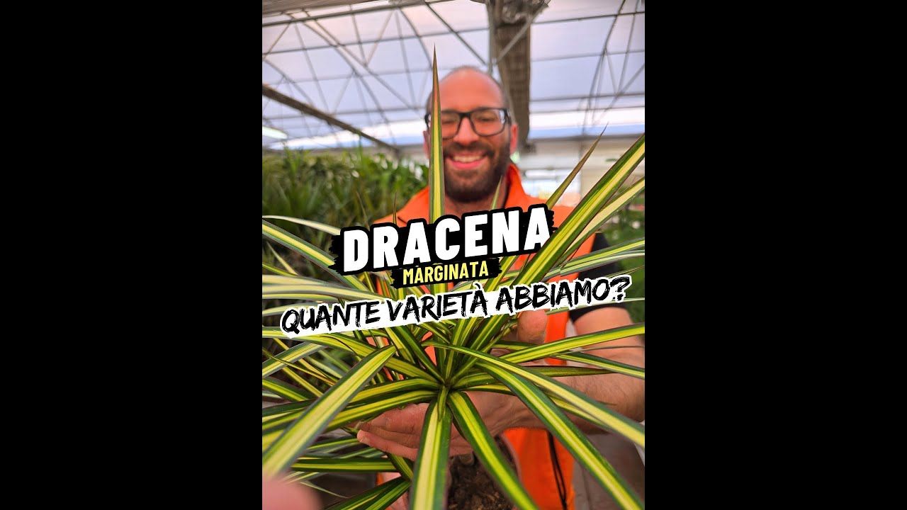 Dracena marginata &#39;Sunray&#39;, Dracaena - vaso Ø21 cm 3 tronchi