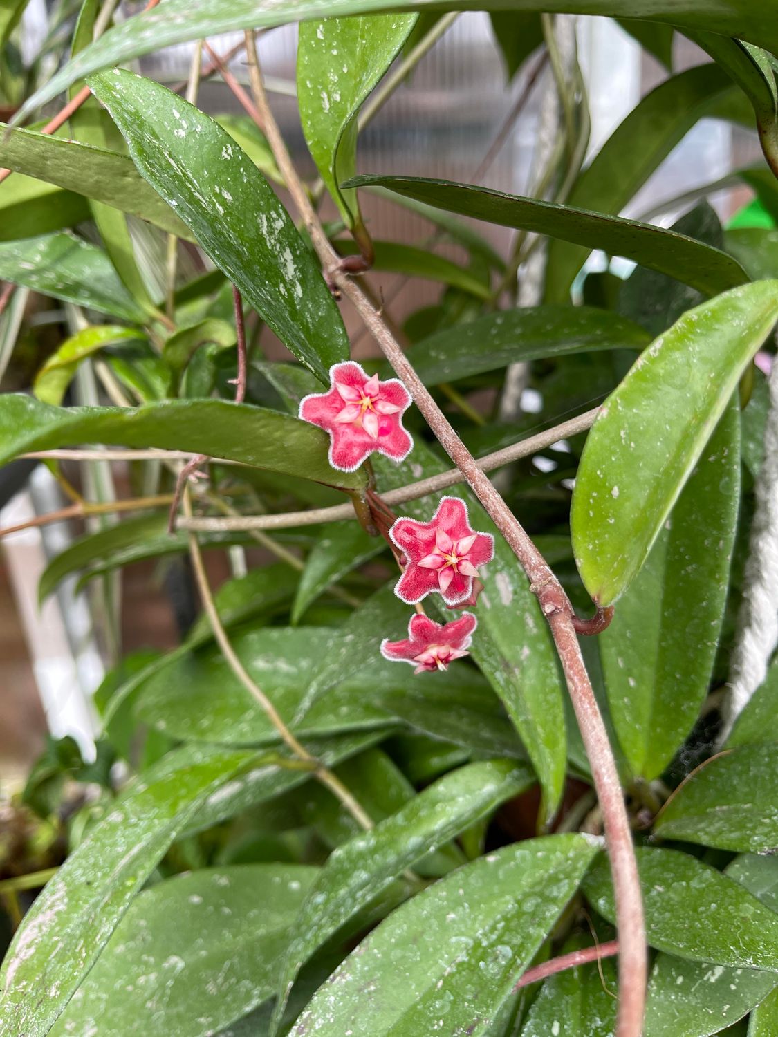 Hoya pubicalyx &#39;Reva&#39; - basket Ø14 cm