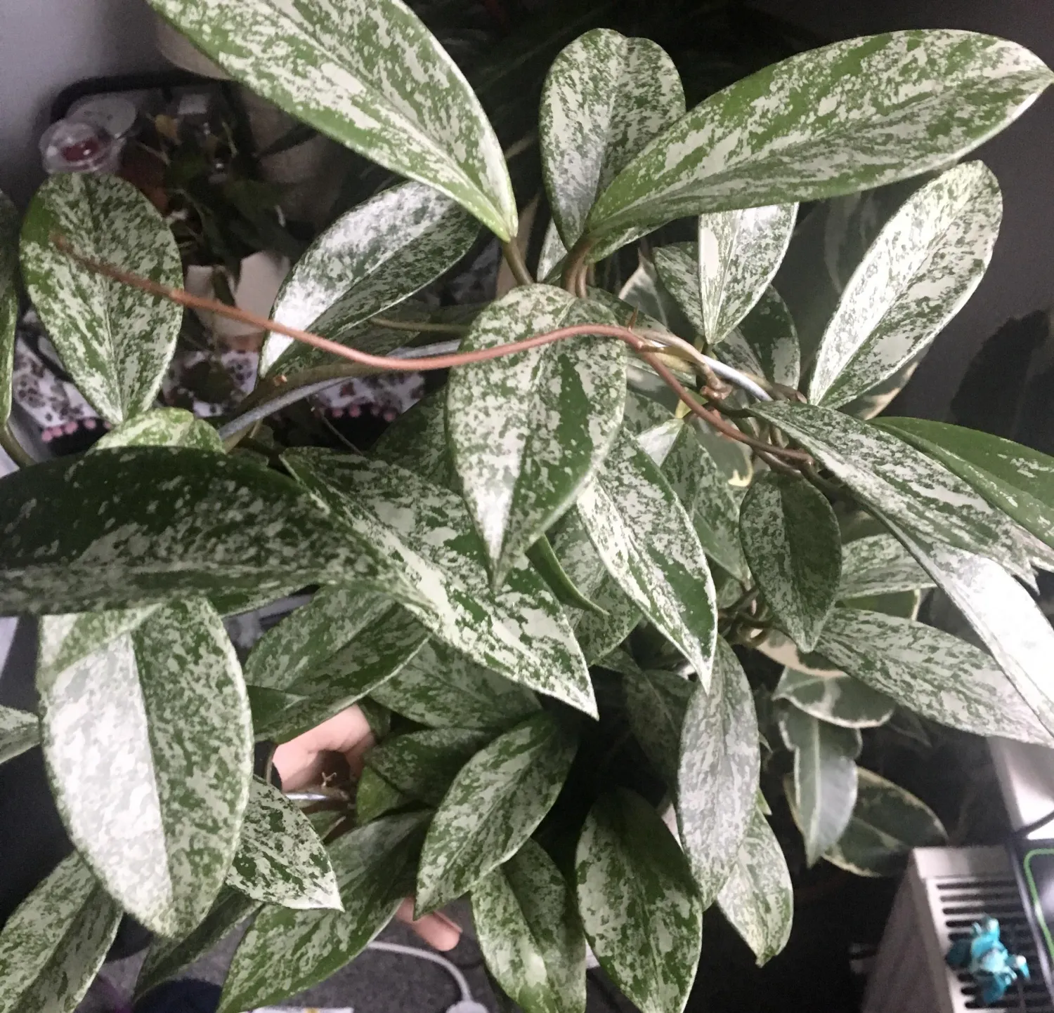 Hoya pubicalyx &#39;Silver Sheen&#39; - vaso Ø14 cm