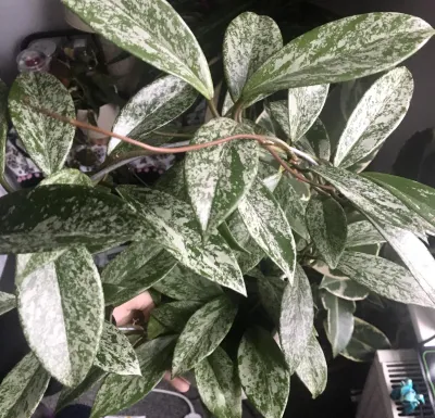 Hoya pubicalyx &#39;Silver Sheen&#39; - vaso Ø14 cm