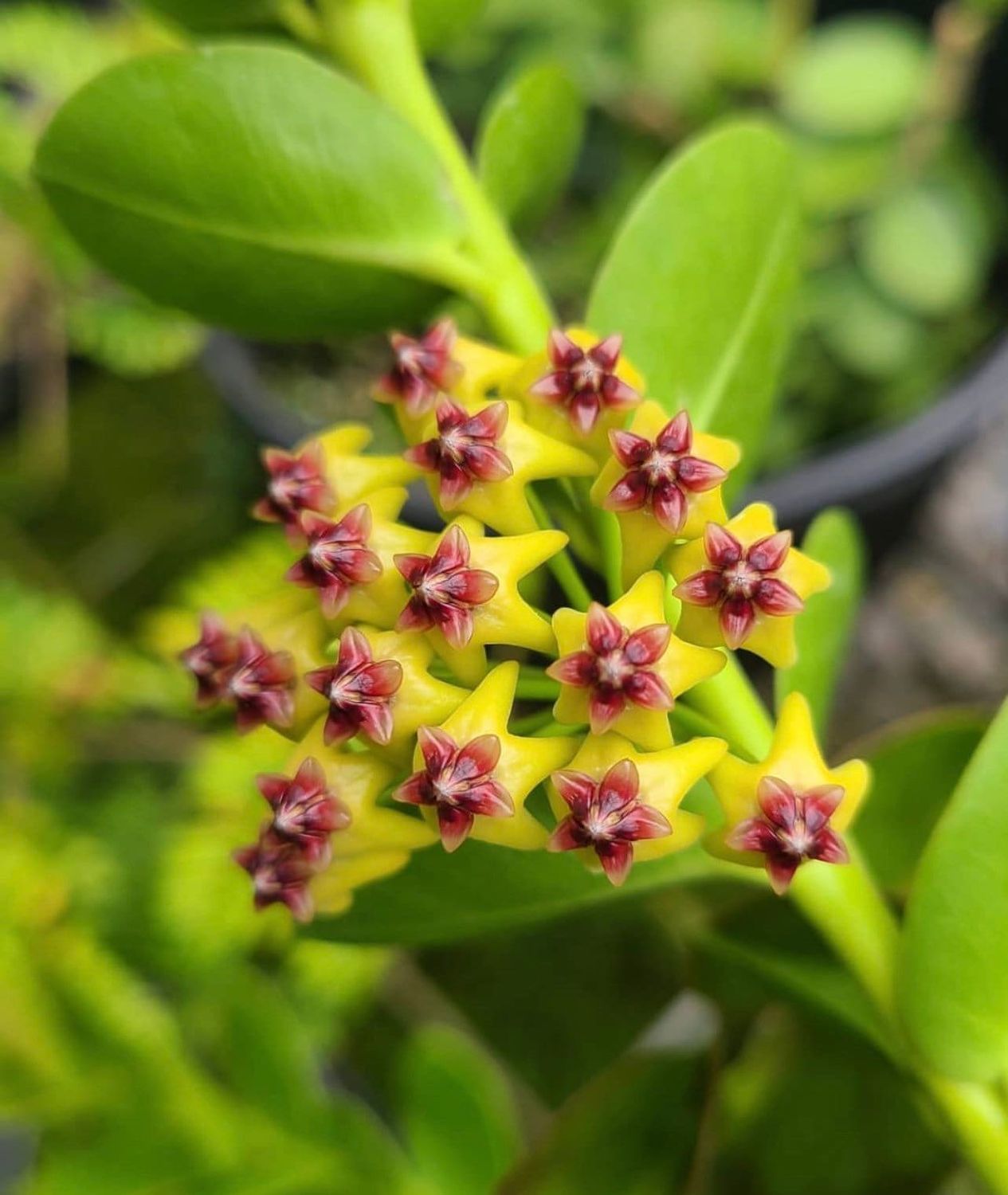 Hoya cumingiana, Hoya Cumiana - Ø17 cm