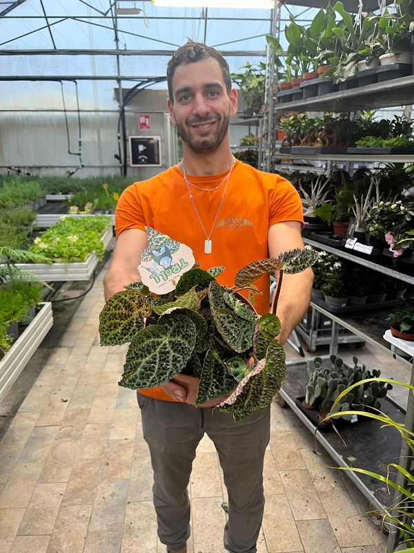 Begonia Masoniana Ferox - vaso Ø17 cm, h 25-30 cm