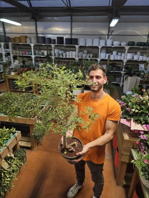 Opercularia decaryi, Esemplare - vaso Ø20 cm