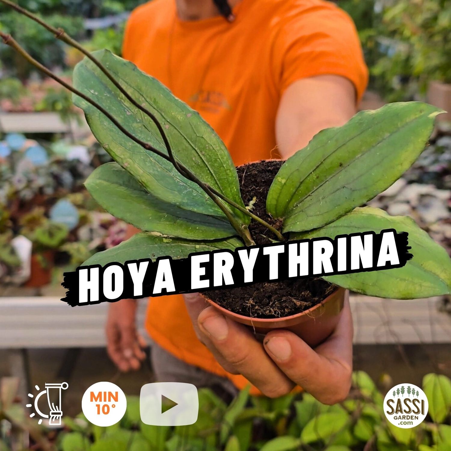 Hoya erythrina, eritrina - vaso Ø9 cm
