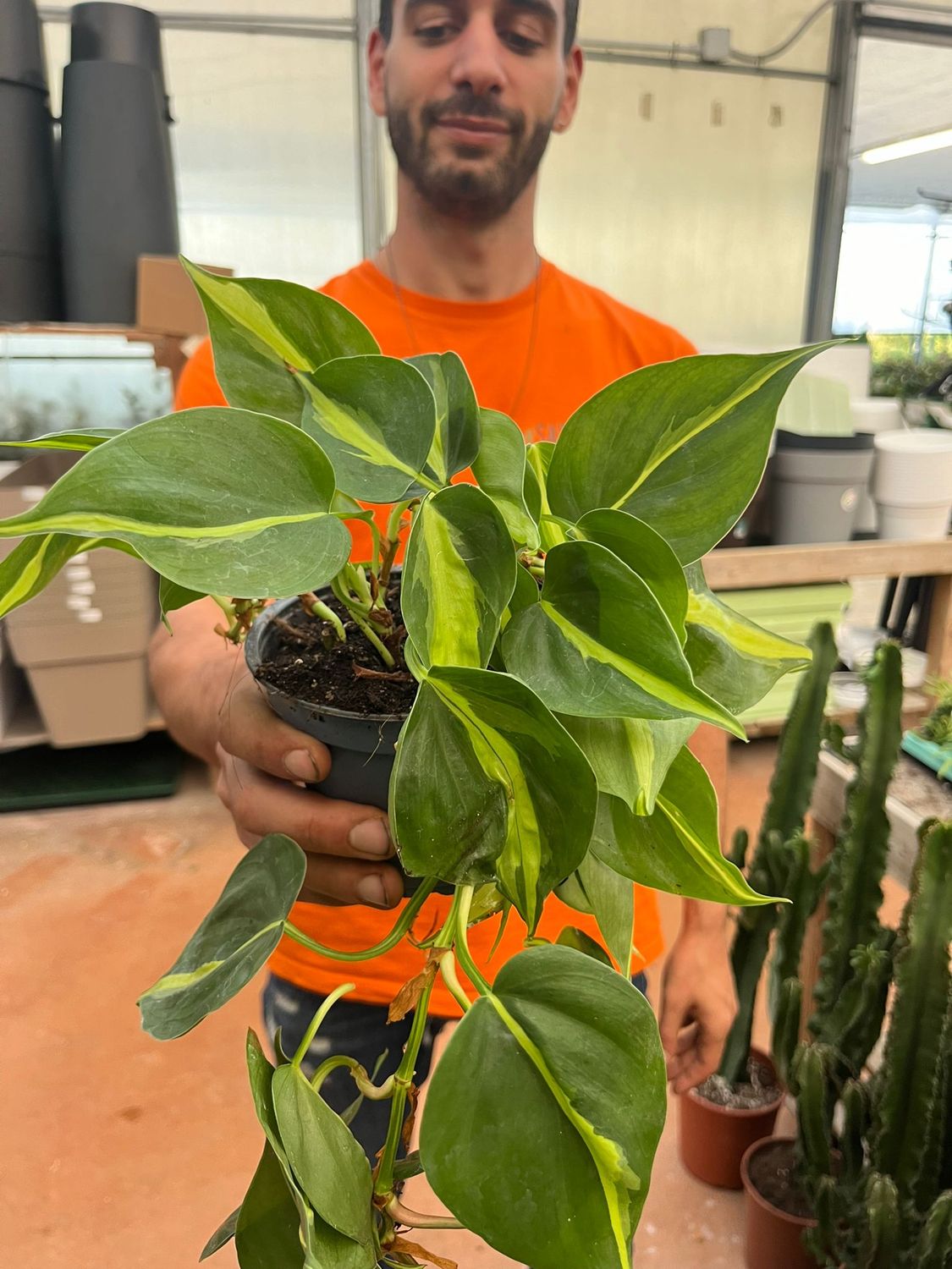 Philodendron Scandens Brasil, Filodendro - vaso Ø12 cm