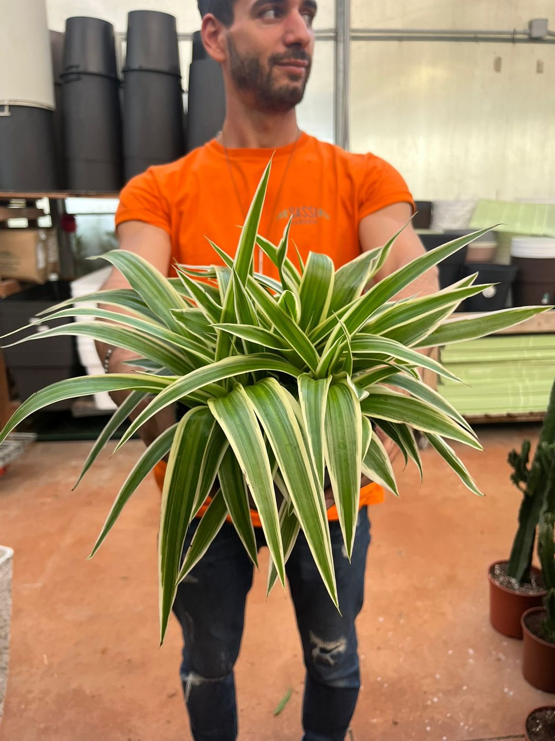 Chlorophytum Comosum Variegatum, Pianta Ragno, Falangio - vaso Ø13 cm