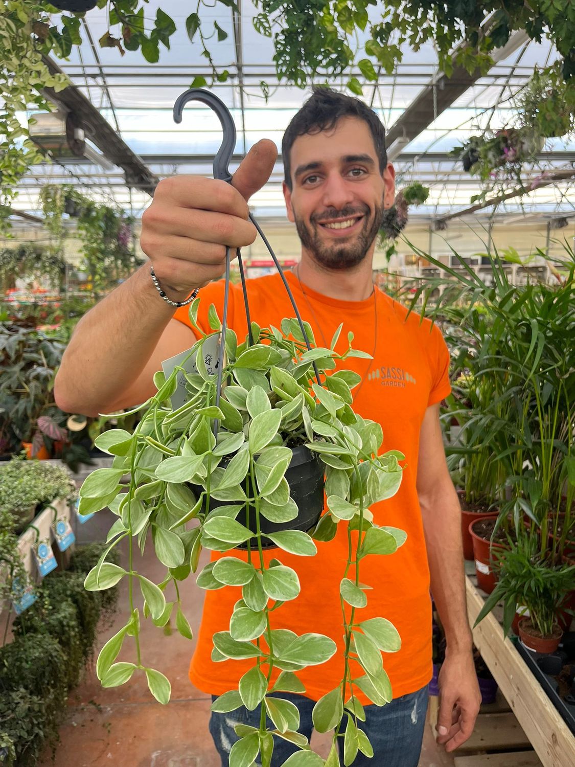 Dischidia oiantha variegata - vaso Ø14cm