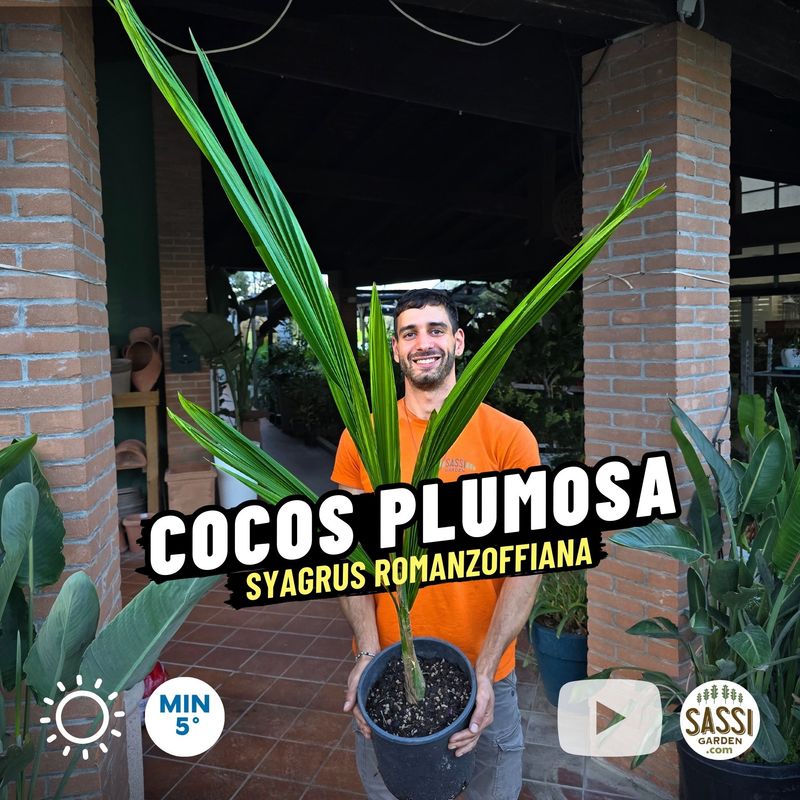 Cocos Plumosa, Palma Regina, Syagrus romanzoffiana, Arecastrum - vaso Ø22 cm, h 110 cm