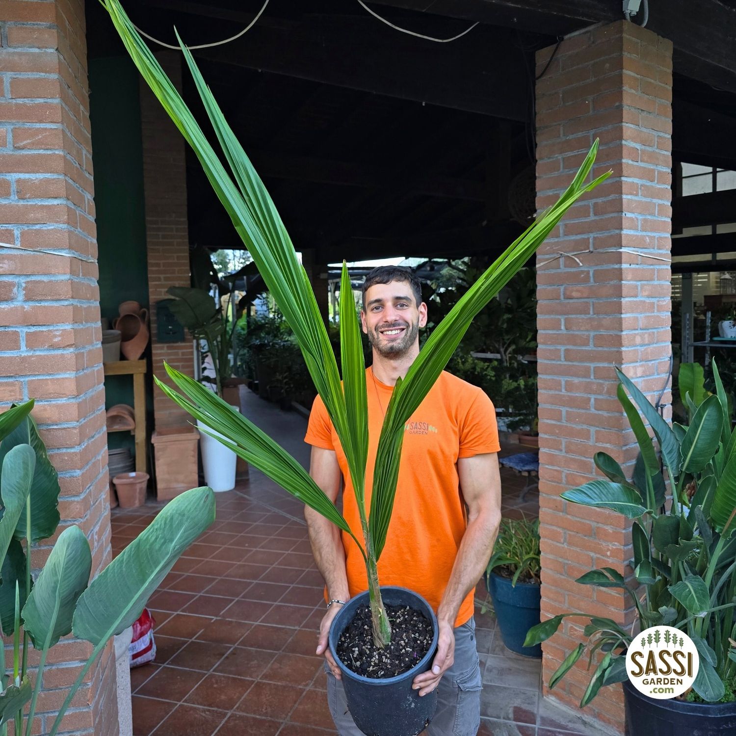 Palma Cocos Plumosa 2,5 MT | Pianta Tropicale Sudamericana | Palma Da Frutto Sempreverde - Foto 7