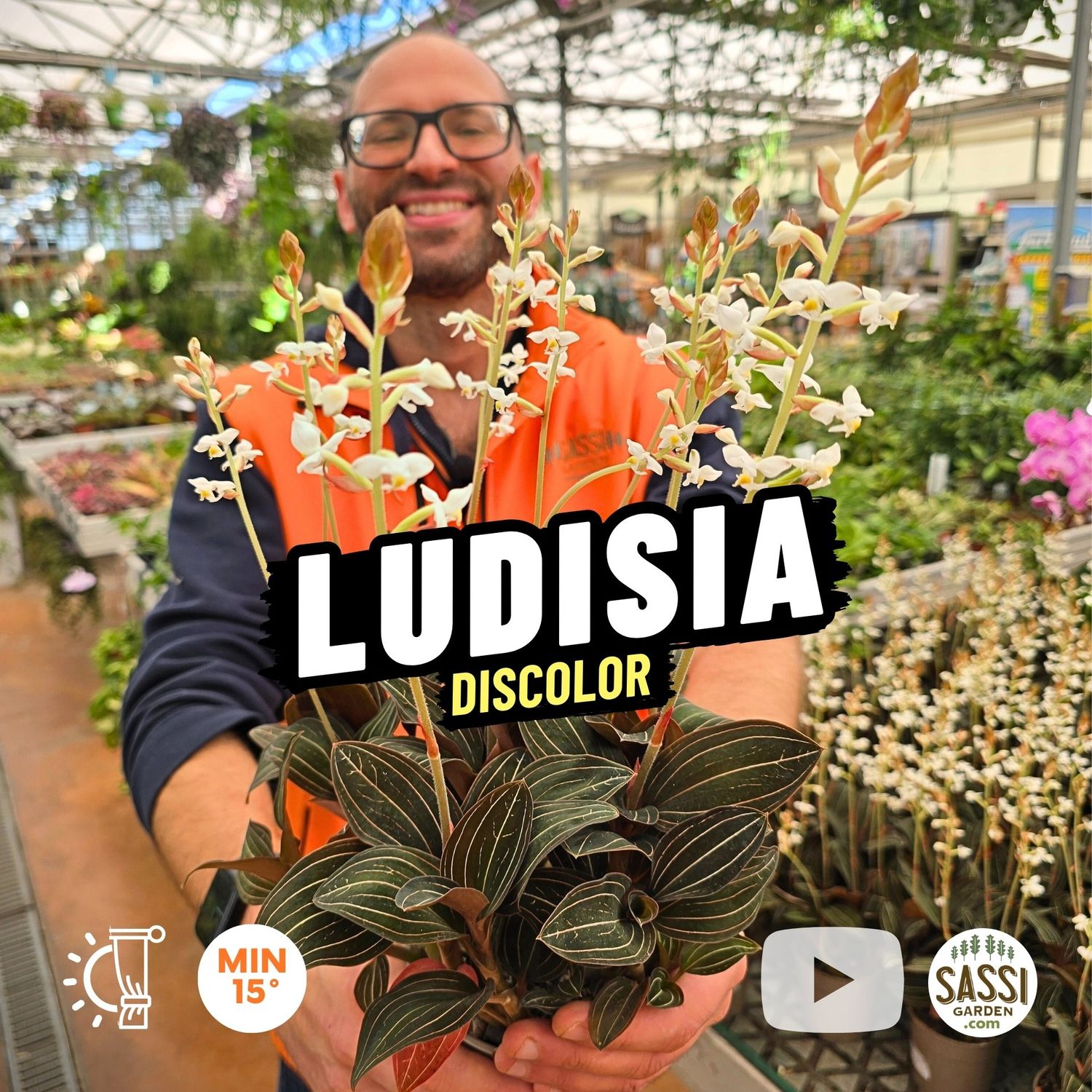 Ludisia discolor, Orchidea gioiello - vaso Ø12 cm