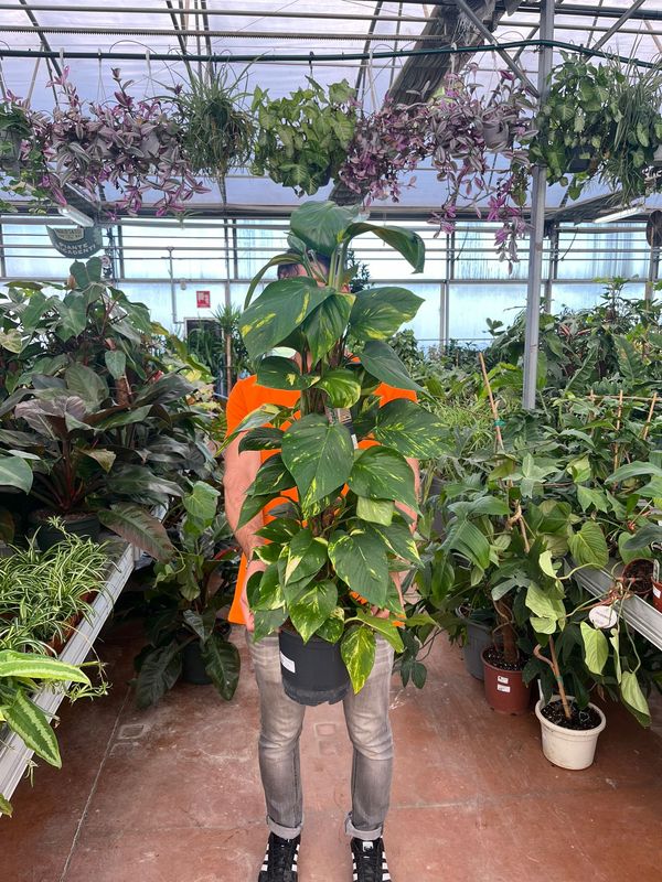 Epipremnum Pinnatum &#39;Aureum&#39;, Scindapsus Aureus, Potus, Potos, Pothos, Photus - vaso Ø17 cm, h 50 cm