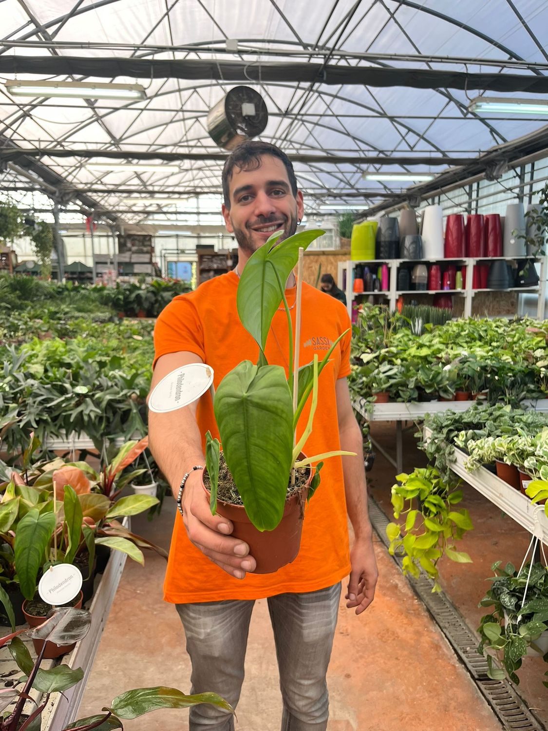 Philodendron sharoniae , Filodendro - vaso Ø12 cm