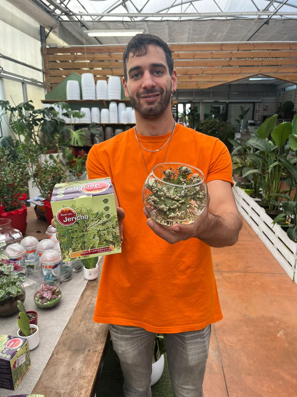 Selaginella lepidophylla - pianta della resurrezione - rosa di Gerico