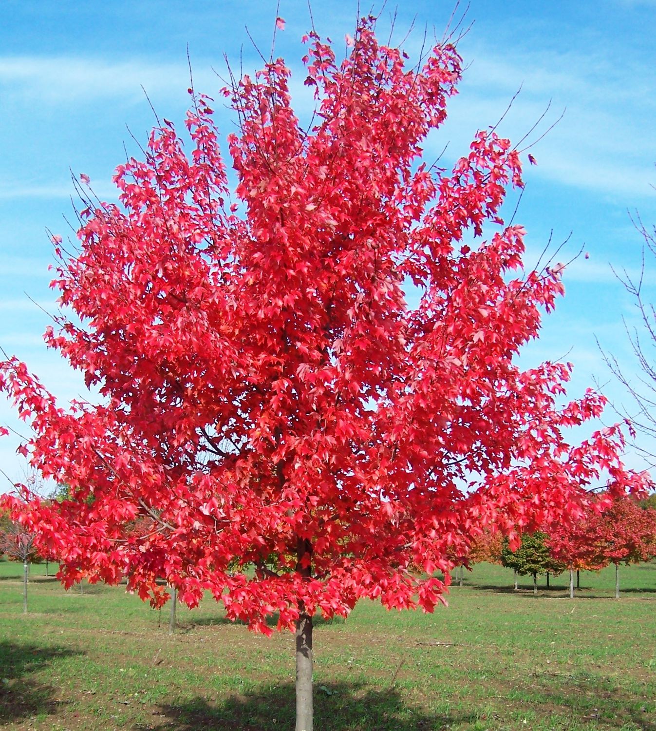 Acero Rosso, Acer rubrum &#39;October Glory&#39; - vaso Ø15 cm, h 100 cm