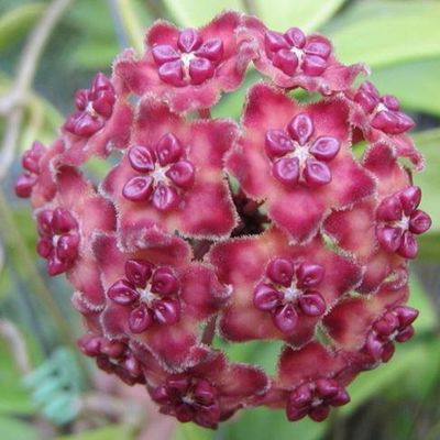 Hoya excavata - vaso Ø7 cm