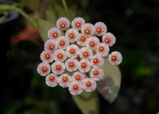 Hoya sipitangensis , Fiore di Cera - vaso Ø7 cm