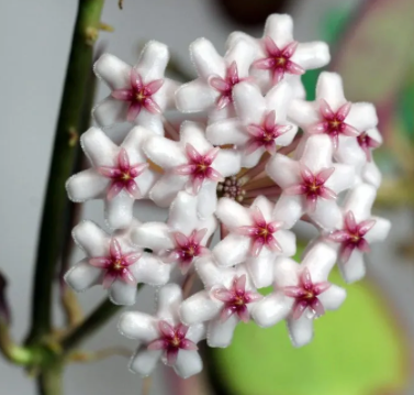 Hoya pseudo littoralis  - Fiore di cera - vaso 7x7 cm