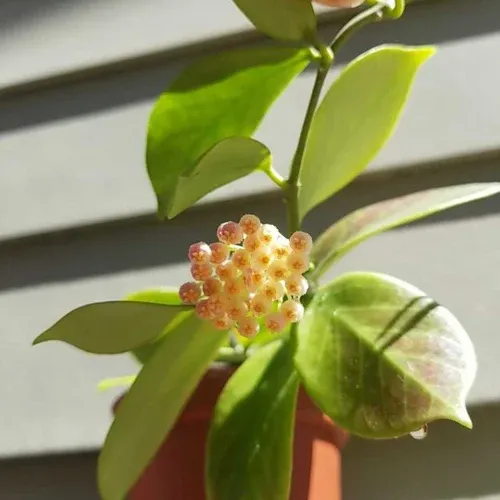Hoya carnosa &#39;Blessing&#39; - Hoya Blessing - vaso 7x7 cm