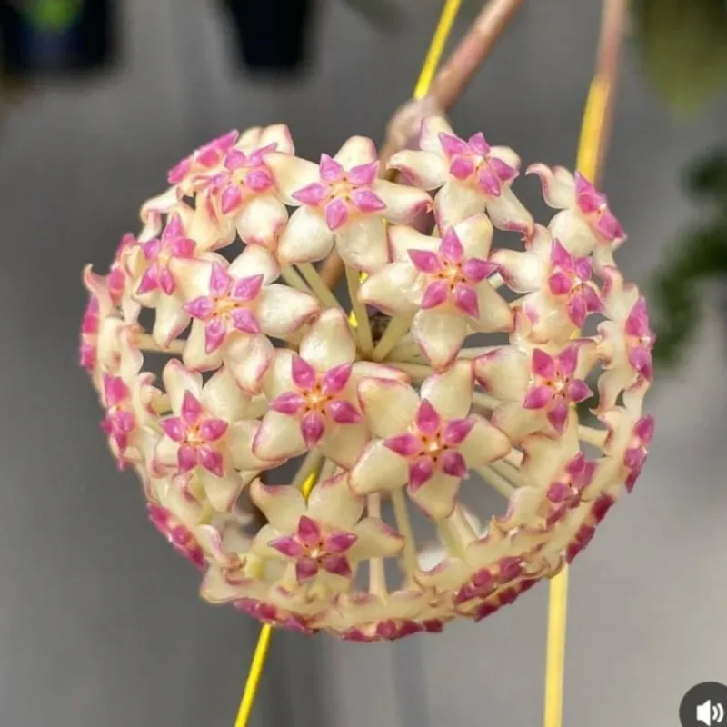 Hoya &#39;Puom Siam Ruby&#39; - vaso 10 cm