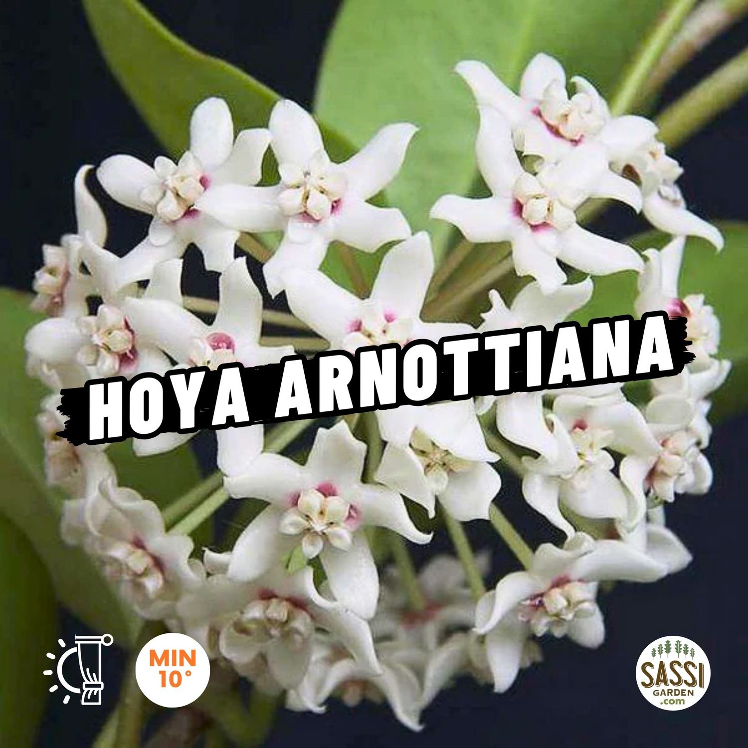 Hoya arnottiana - basket Ø14 cm