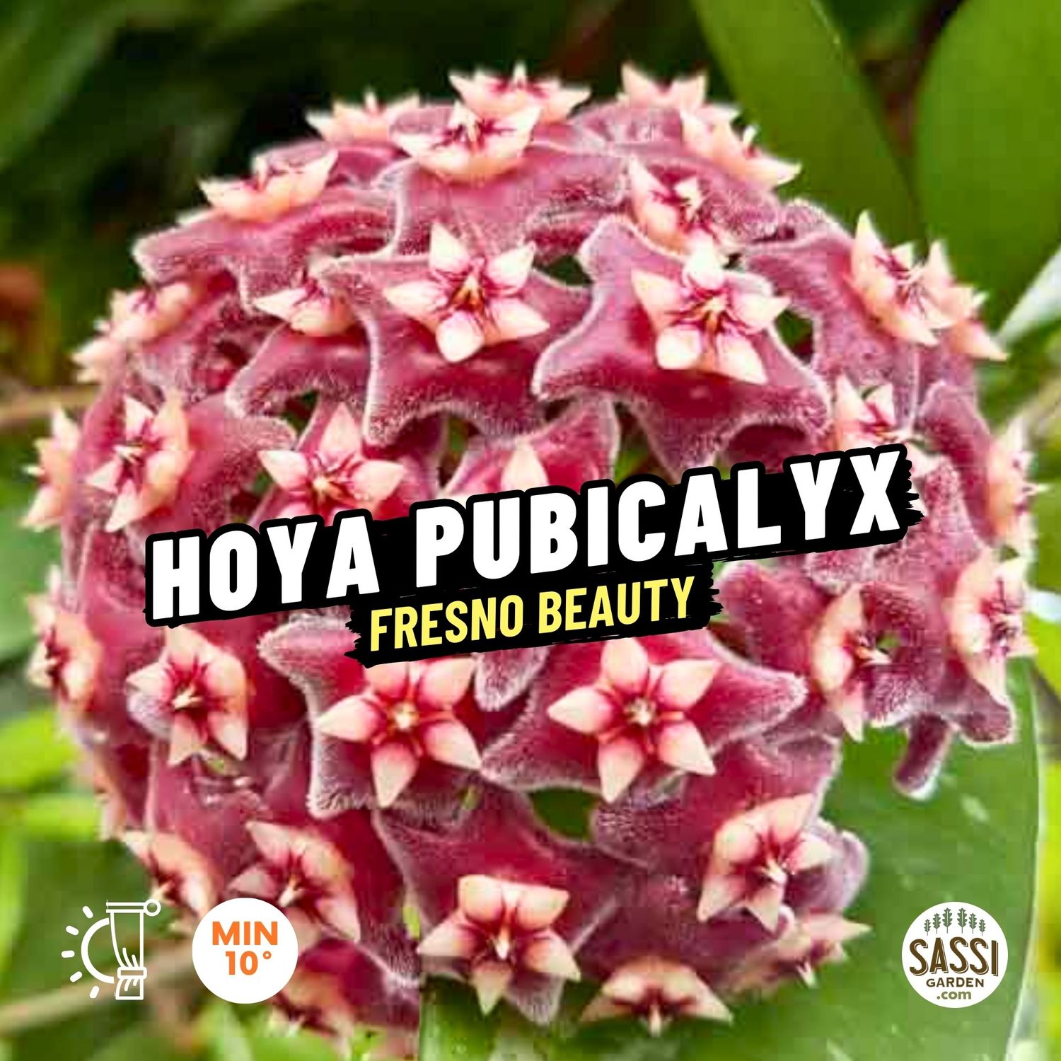 Hoya pubicalyx &#39;Fresno Beauty&#39; - basket Ø14 cm