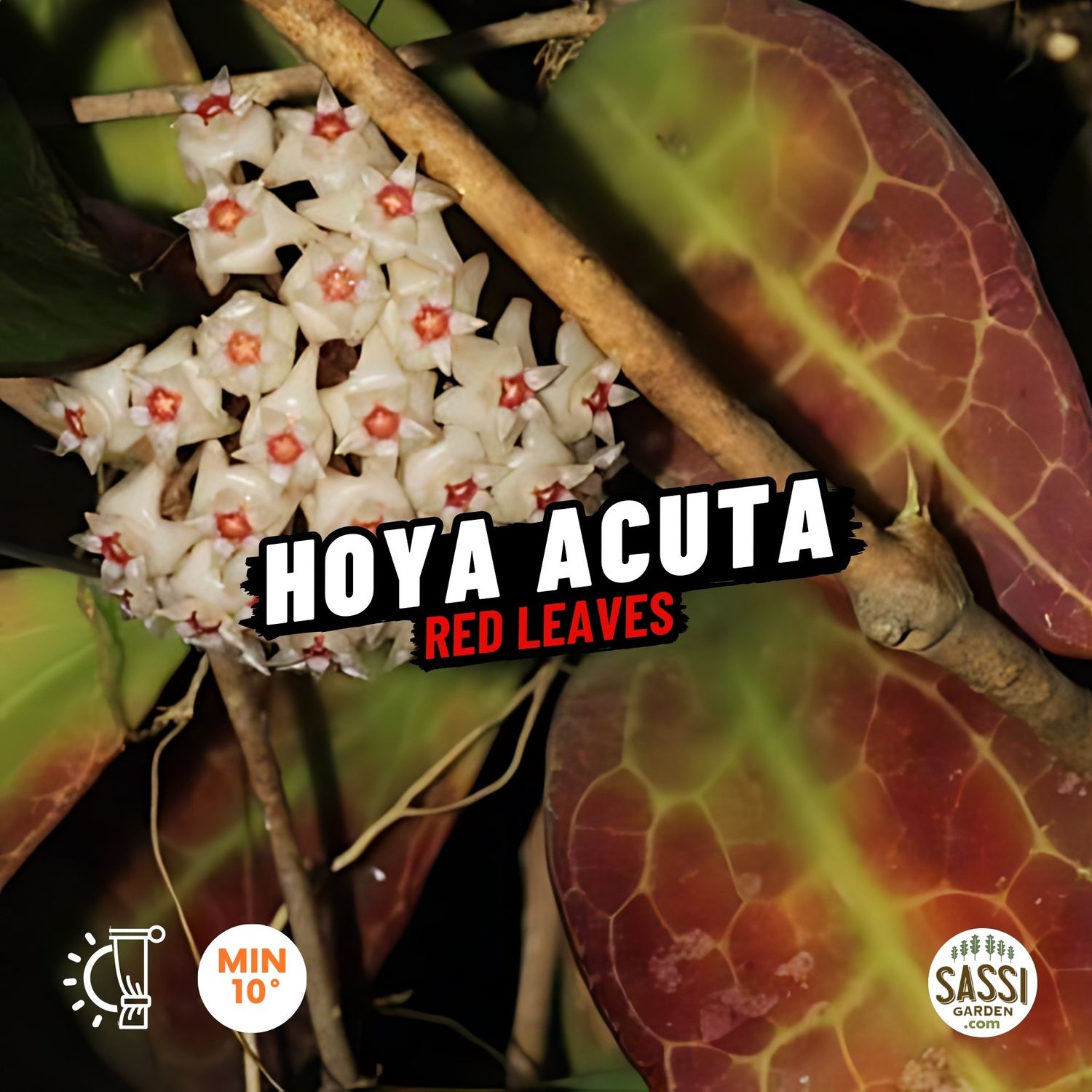 Hoya acuta &#39;red leaves&#39;, &#39;red leaf&#39;, foglia rossa - basket Ø14 cm