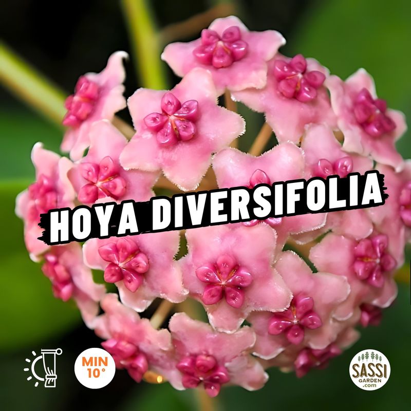 Hoya diversifolia - basket  Ø14 cm