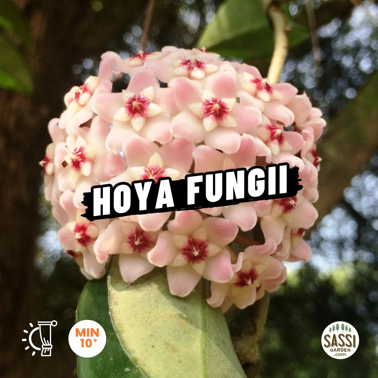 Hoya fungii - basket Ø14 cm