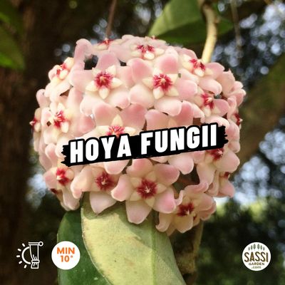 Hoya fungii - basket Ø14 cm