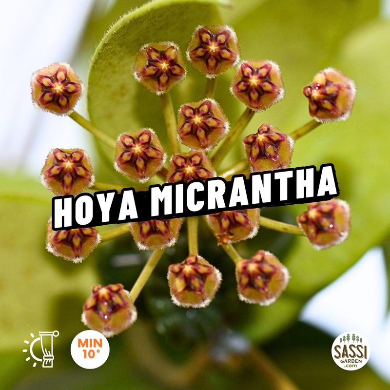 Hoya micrantha, micranta - basket Ø14 cm