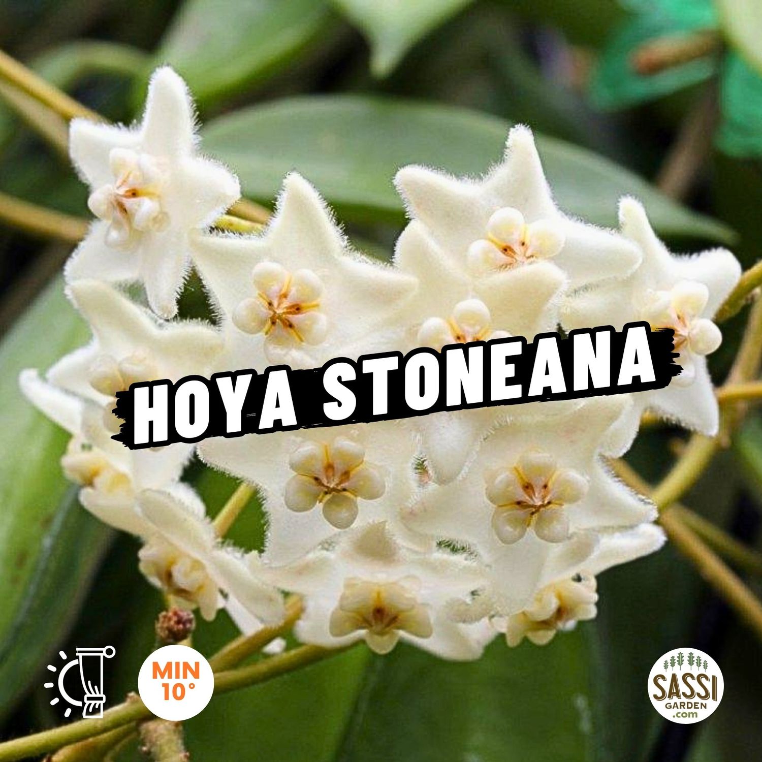 Hoya stoneana - vaso Ø12 cm
