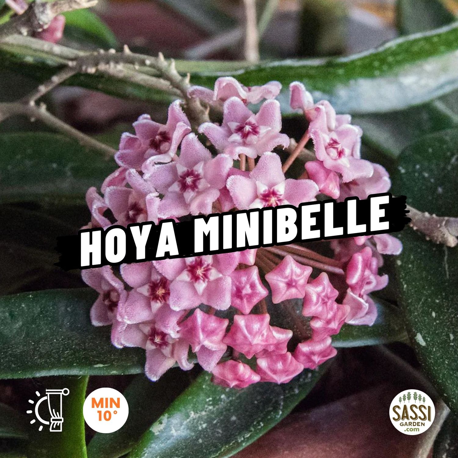 Hoya Minibelle - vaso Ø10.5 cm