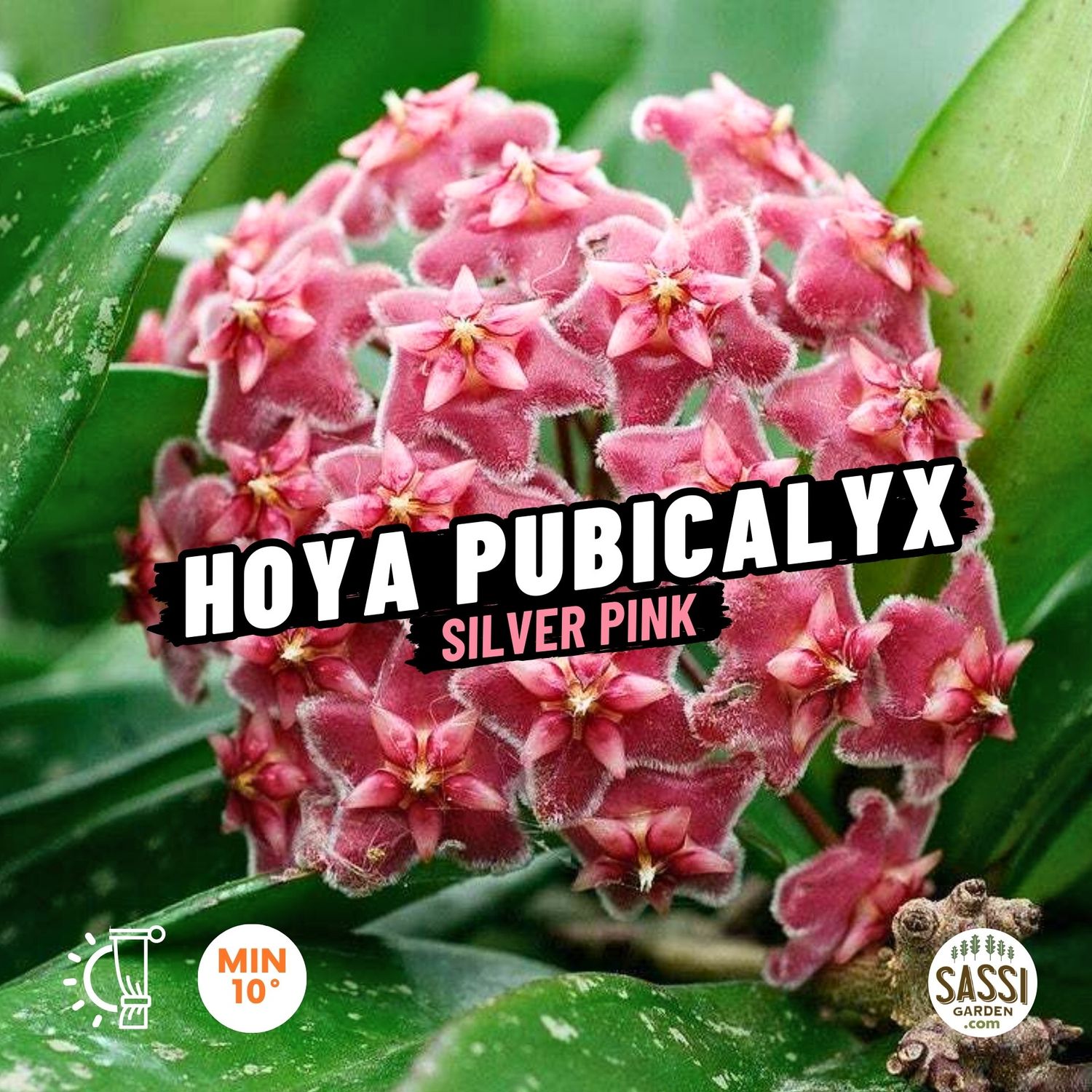 Hoya pubicalyx &#39;Silver Pink&#39; - basket Ø14 cm