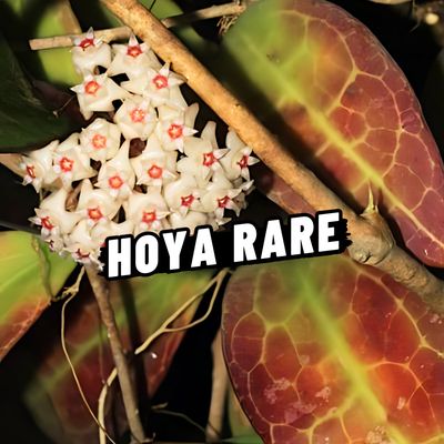 HOYA RARE