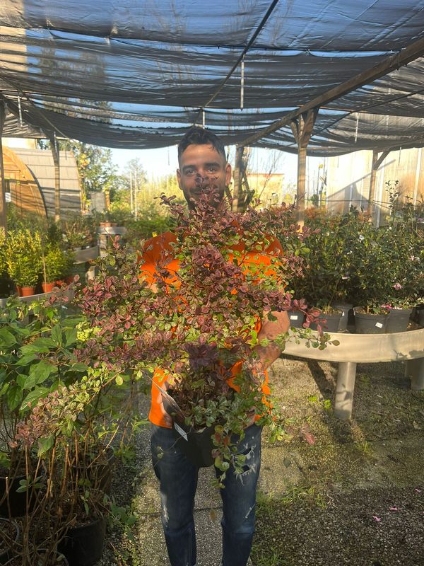 Berberis thunbergii &#39;Rose Glow&#39; - vaso Ø18 cm