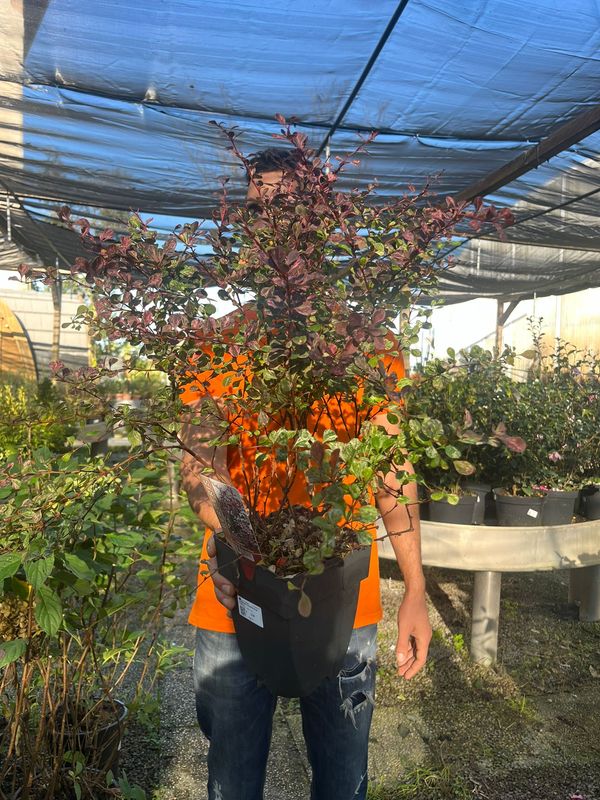 Berberis thunbergii 'Rose Glow' - vaso Ø18 cm
