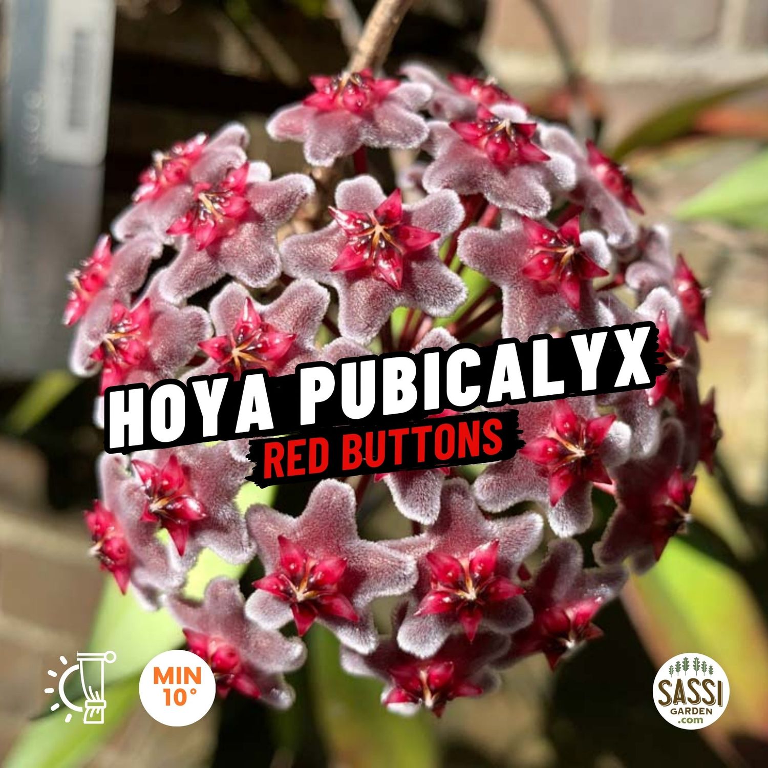 Hoya pubicalyx &#39;Red Buttons&#39; - basket Ø14 cm