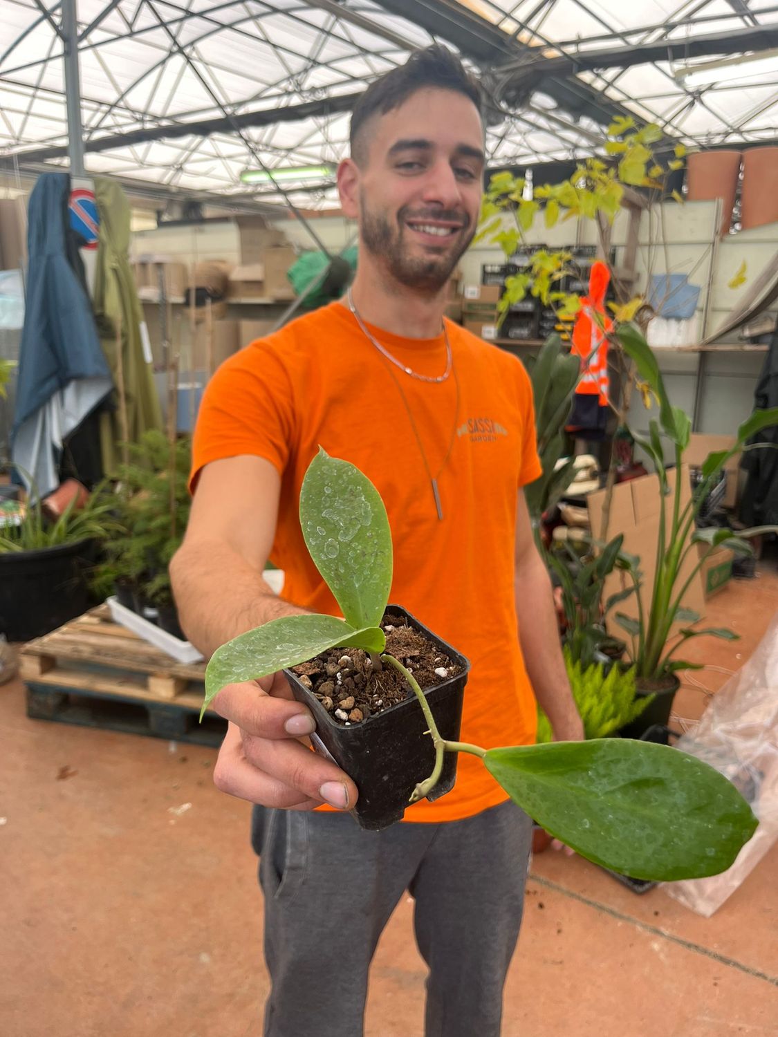 Hoya vorapol , Fiore di Cera - vaso Ø7 cm
