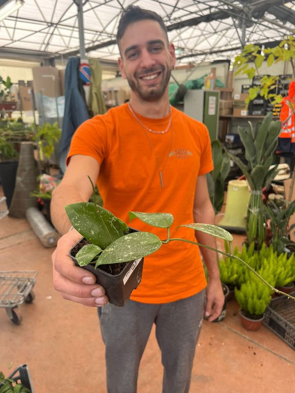 Hoya acuta EPC 997, Hoya verticillata splash - vaso Ø7 cm