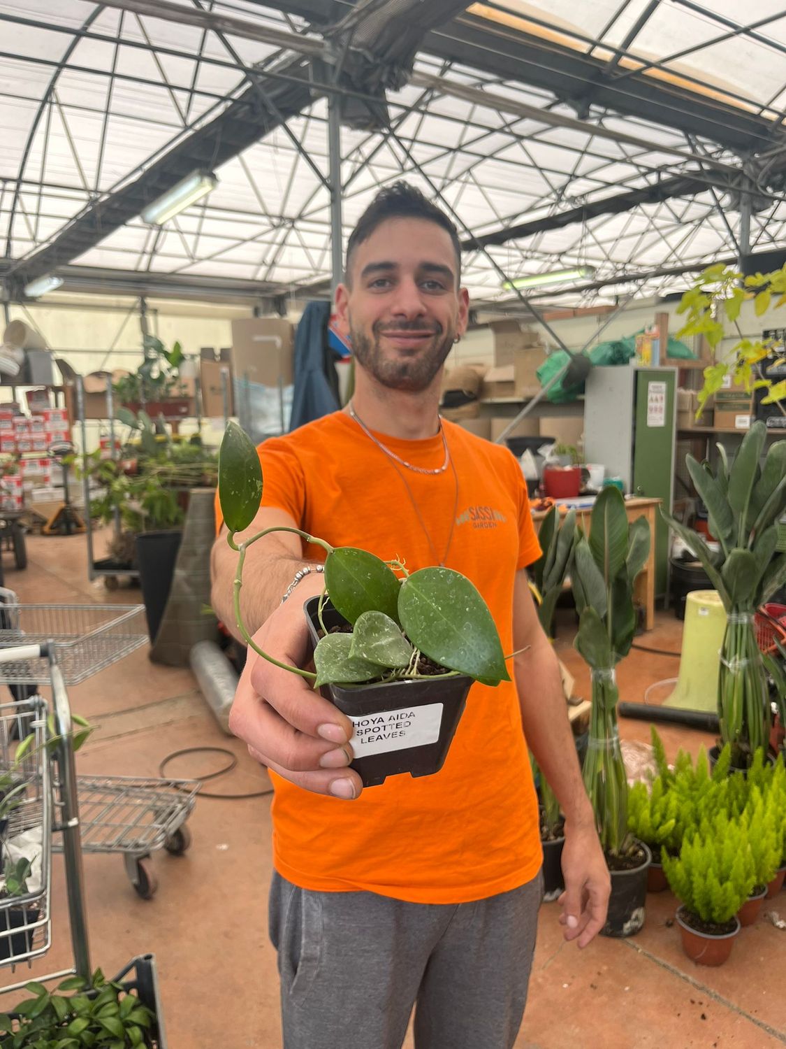 Hoya carnosa var. aida spotted leaf, foglia maculata, Fiore di Cera - vaso Ø7 cm