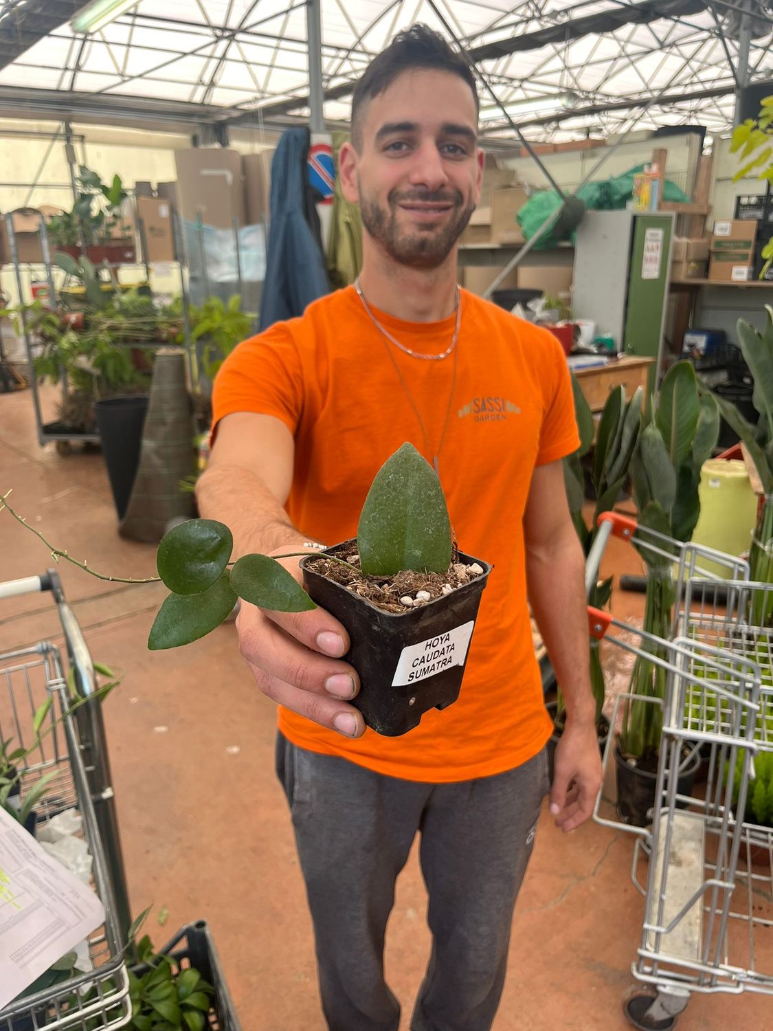 Hoya caudata, Fiore di Cera - vaso Ø7 cm