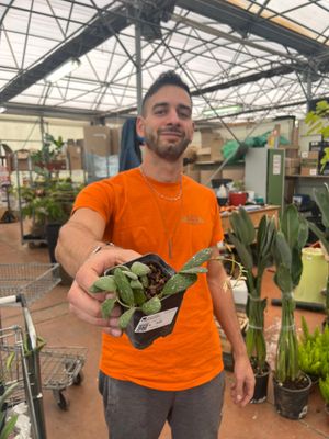 Hoya GPS 7240 - vaso 7x7