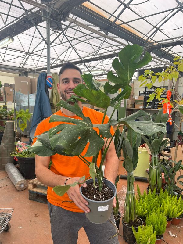 Monstera deliciosa &#39;Thai Constellation&#39; - vaso Ø18, h 60 cm fuori vaso