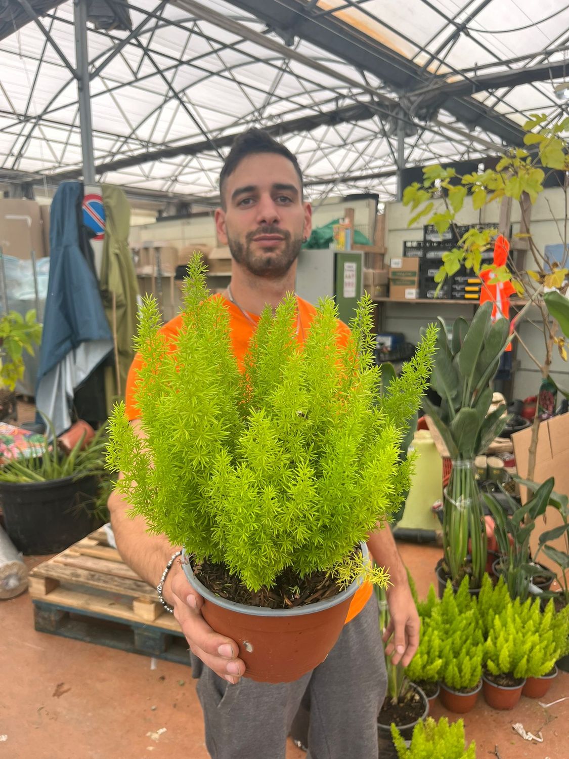Asparagus densiflorus Myers, Coda di volpe - vaso Ø17 cm