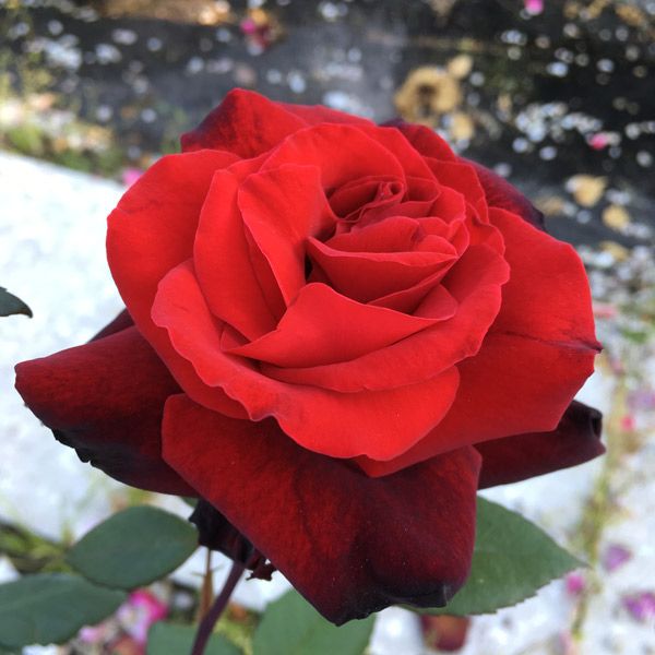Rosa Grandi Fiori Barkarole Tantau - vaso 20x26 cm