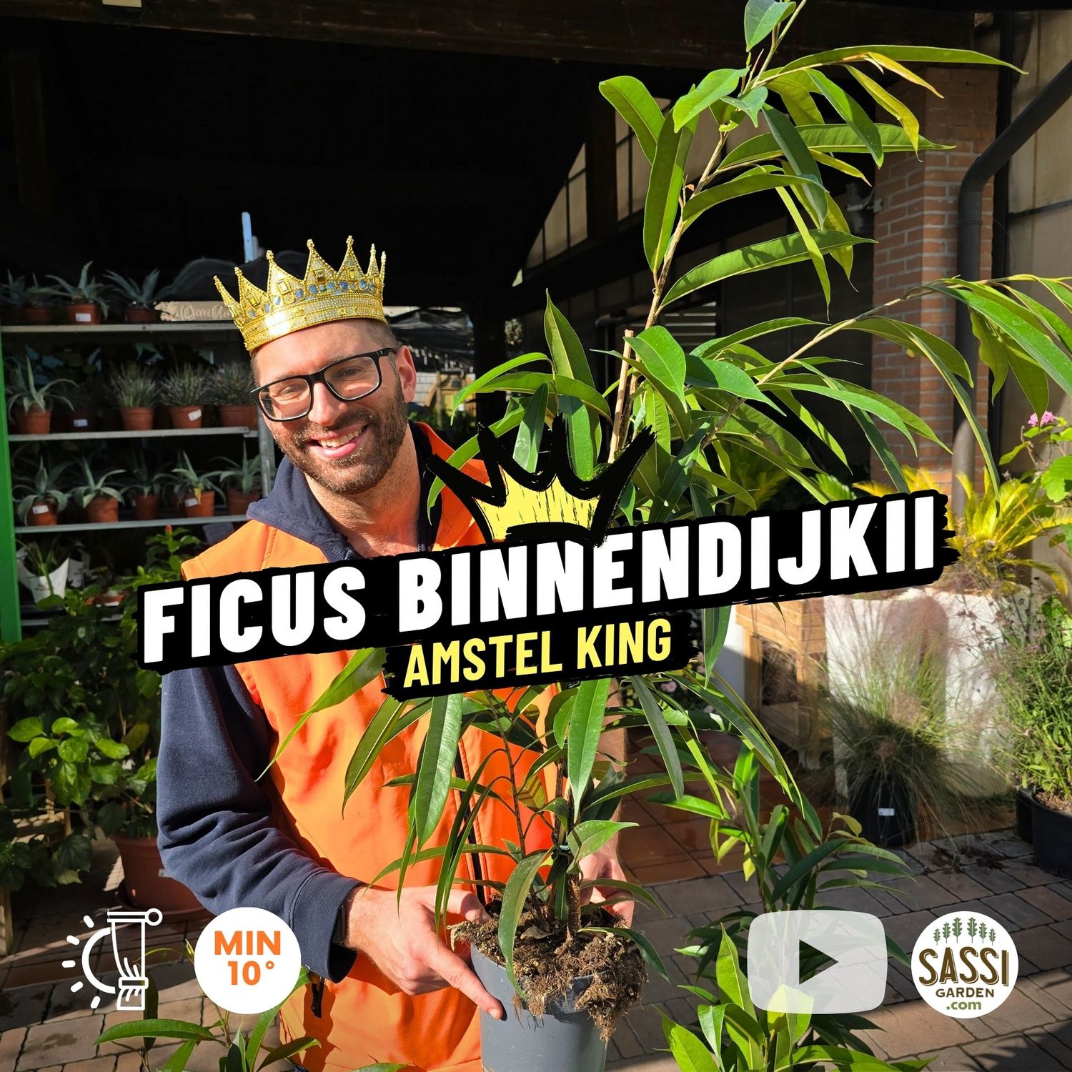 Ficus binnendijkii &#39;Amstel King&#39; - vaso Ø17 cm, h 100 cm